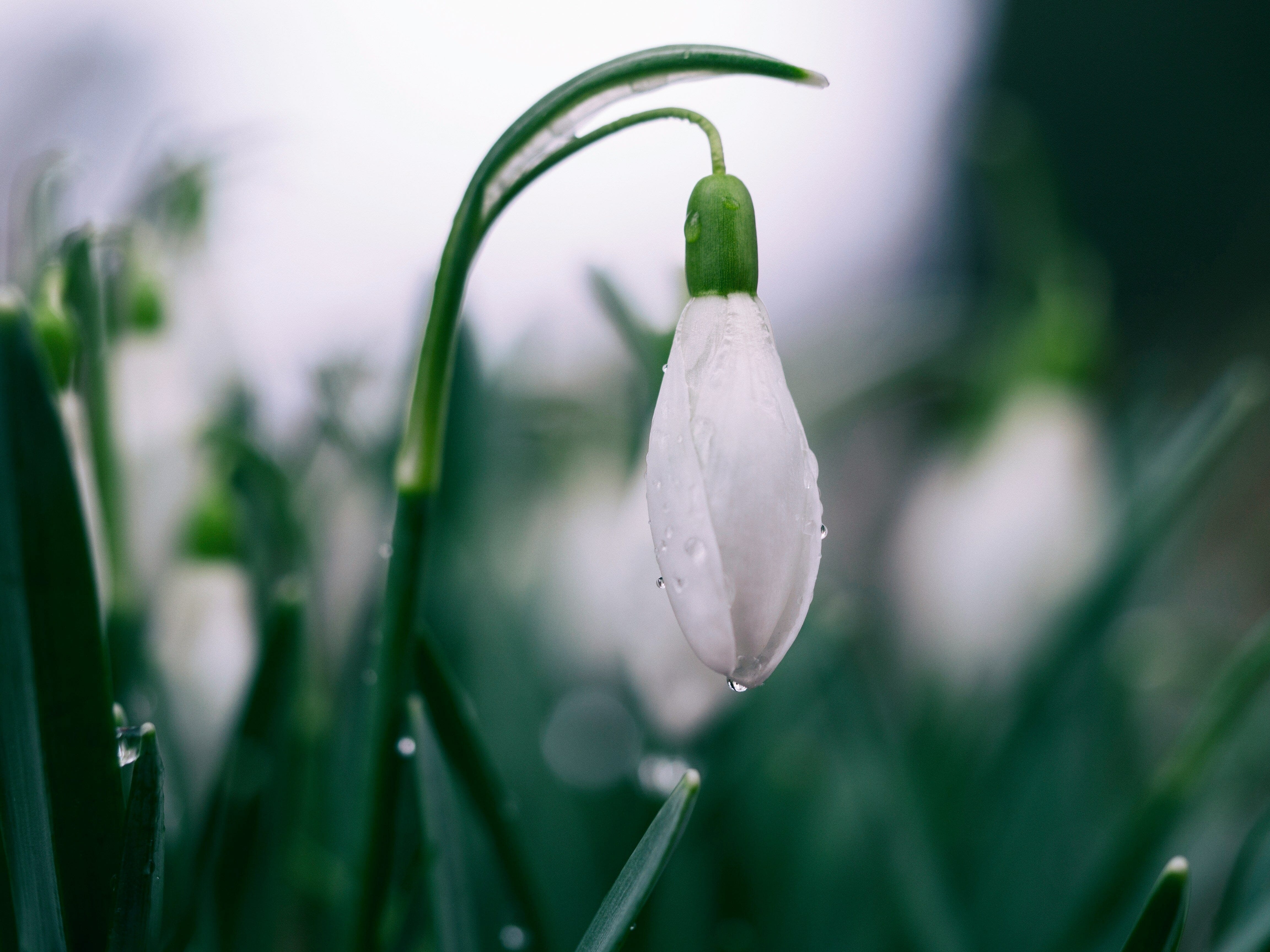 Dynamisez votre Printemps avec des Bijoux en Cristal : Un Guide pour Choisir les Pierres des Nouveaux Départs